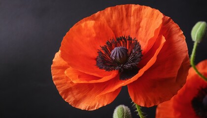 Wall Mural - Red poppy flower on black background. Remembrance Day, Armistice Day, Anzac day symbol