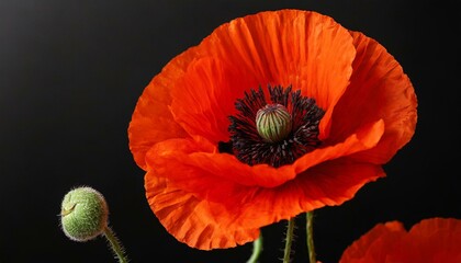 Wall Mural - Red poppy flower on black background. Remembrance Day, Armistice Day, Anzac day symbol