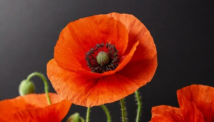 Wall Mural - Red poppy flower on black background. Remembrance Day, Armistice Day, Anzac day symbol