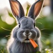 A fluffy gray bunny with long ears, nibbling on a carrot stick3