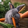 A fluffy gray bunny with long ears, nibbling on a carrot stick5