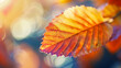 Close-up of a leaf with autumn colors, blurred background.