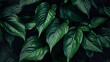 The image captures the deep shades and dramatic lighting of lush hosta plant leaves, highlighting their veins and shapes