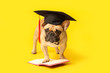 Cute French Bulldog in mortar board with book on yellow background