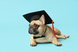 Cute French Bulldog in mortar board and bow tie on blue background