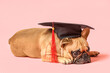 Cute French Bulldog in mortar board on pink background