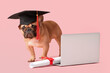 Cute French Bulldog in mortar board with diploma and modern laptop on pink background