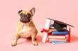 Cute French Bulldog with mortar board, books and diploma on pink background