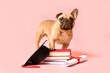 Cute French Bulldog with mortar board, books and diploma on pink background