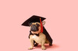 Cute French Bulldog in mortar board and bow tie on pink background