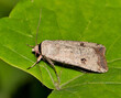 Green Cutworm Moth (Anicla infecta) insect on leaf, nature Springtime pest control agriculture dorsal square format.	