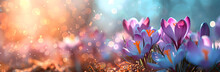 Wild Purple Crocus Blooming In Spring Field. Crocus Heuffelianus Or Saffron Flowers. Springtime Landscape.  Beautiful Morning With Sunlight. Floral Background For Card, Banner, Poster With Copy Space