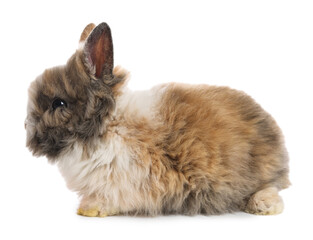 Wall Mural - Cute fluffy pet rabbit isolated on white
