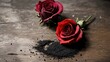 A single red rose in full bloom, isolated on a black or wooden background, symbolizing love and romance