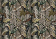 Real Tree Seamless Camouflage Pattern Vector