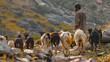 A farmer herding goats through rocky terrain in search of fresh pasture