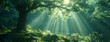 © Sudarshana - wide panoramic natural background image of morning sunrise coming through trees in a forest