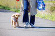 飼い主と散歩する犬