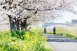 桜と菜の花が咲く道