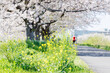 桜と菜の花が咲く道