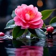 Camellia flower and droplet water 