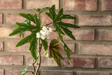 Fototapeta Zachód słońca - Begonia Cachuma plant with wall background