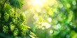© Margarita Ratatosk - Plantation of green ripe hop cones in sunlight. Brewery and Oktoberfest concept. Herbal natural medicine.  Bunch of hops on blurred background for design banner, poster, card with copy space