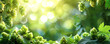 © Margarita Ratatosk - Plantation of green ripe hop cones in sunlight. Brewery and Oktoberfest concept. Herbal natural medicine.  Bunch of hops on blurred background for design banner, poster, card with copy space