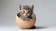 A small newborn kitten hatches from a gray shorthair cat egg against a plain gray background in a studio.