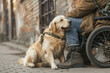 Witness the uplifting connection as a service dog provides invaluable companionship to a person with disabilities. A touching display of support and love. AI generative .