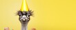 Funny ostrich with birthday hat on blue background, panorama