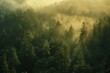 A majestic redwood forest bathed in morning light, panoramic vista emphasizing the towering trees
