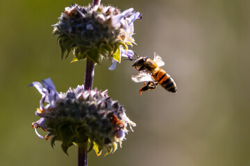 Wall Mural - A flying honey bee with backlit