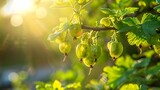 Closeup of gooseberry plant branch in ray of sunshine