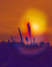 Relaxing Photo Of Close Up Of Cattail Head Silhouetted Against Sunset Sunshine. Beauty In Nature
