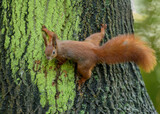 Fototapeta Zachód słońca - Red squirrel ( Sciurus vulgaris ) close up