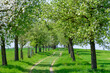 the longest apple tree avenue of upper austria in grieskirchen, st. georgen, 
