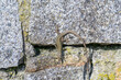 Italian wall lizard, Podarcis muralis nigriventris on the city wall of schaerding, upper austria