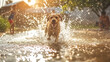 Happy dog running through water sprinkles on a sunny day, with children playing in the background. Summer fun and joyful pet playtime concept for design and print
