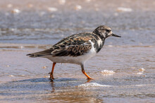 Ruddy Turnstone Foraging By The Water's Edge