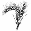 Wheat Sketch, Black and white sketch of a wheat sheaf, vintage agricultural illustration.