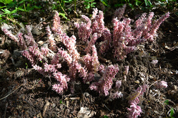 Canvas Print - Pink flowers of Lathraea squamaria - medicinal plant