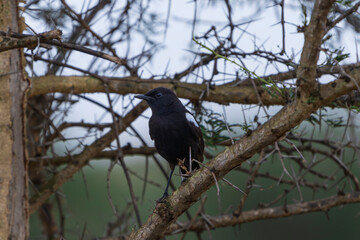 Wall Mural - Sooty chat, (Myrmecocichla nigra)