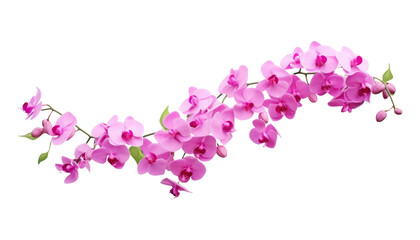 Wall Mural - pink orchid flowers isolated on transparent background cutout