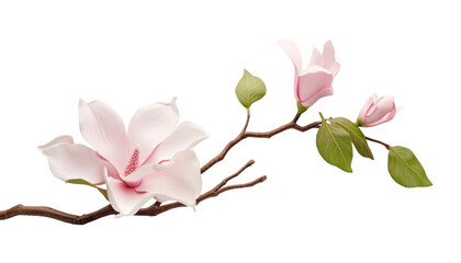 Canvas Print - pink magnolia flower isolated on transparent background cutout