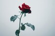 A single red rose, its petals delicately unfurling against a backdrop of pure white, symbolizing love and romance.