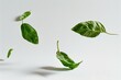 Leaves of basil on a white background,  Creative minimal concept