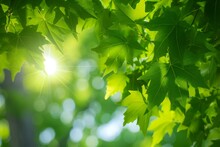 Green Leaves Background In Sunny Day With Sunbeams And Lens Flare