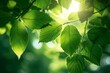 Green leaves background in sunny day with bokeh and sun ray