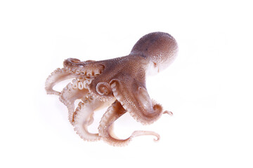 Poster - Octopus on a white background